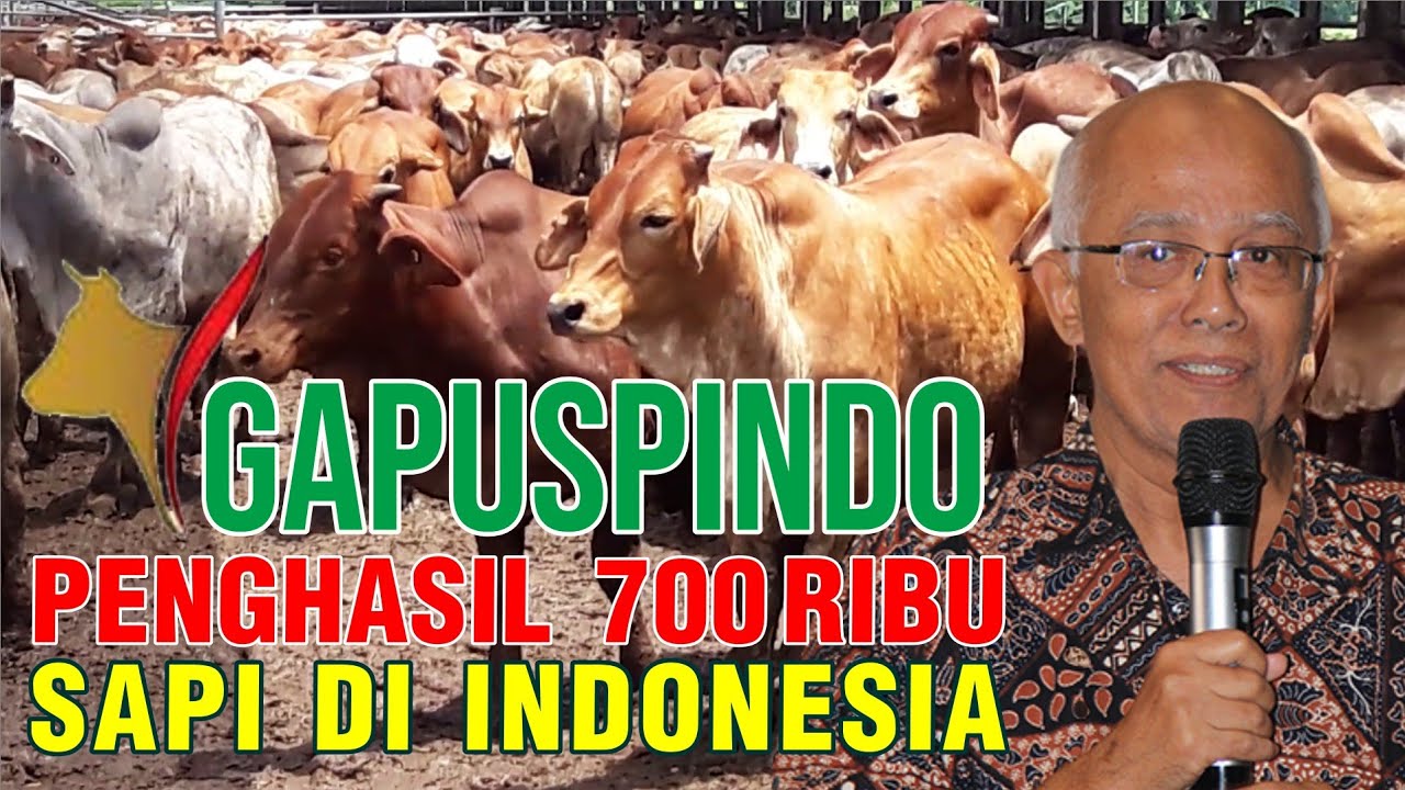 
                                 Gapuspindo-Penghasil-700-Ribu-Sapi-Di-Indonesia